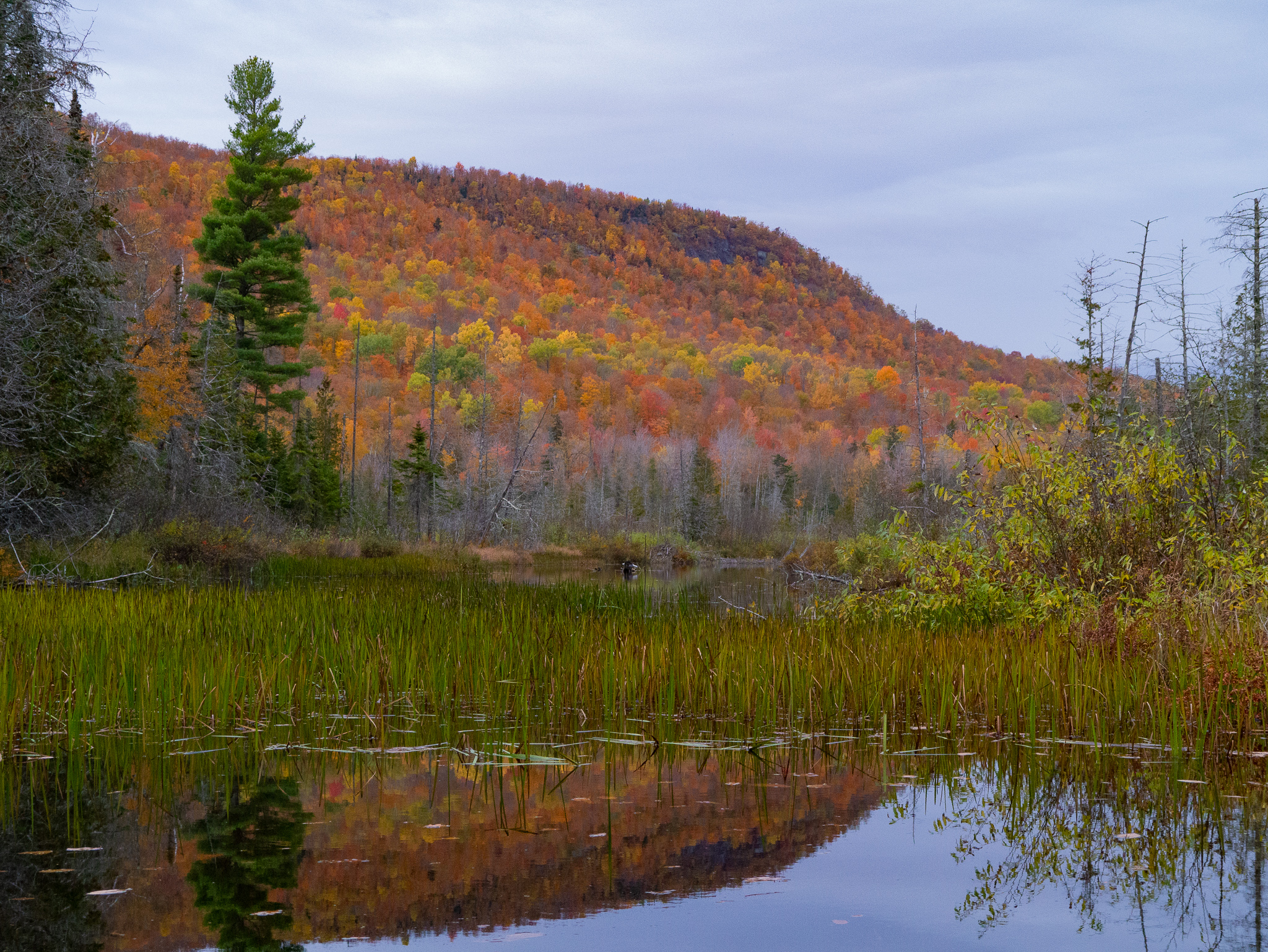 fall pond